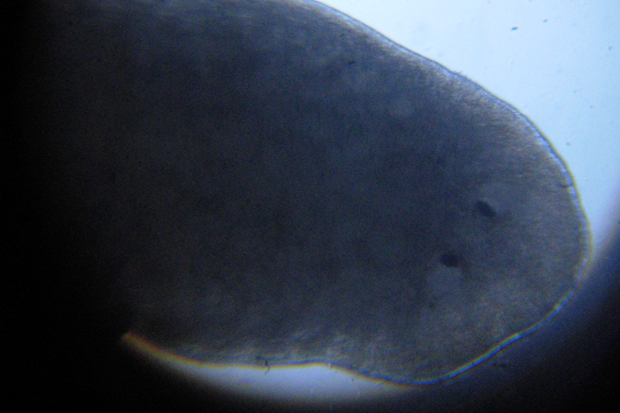 Dugesia sp.